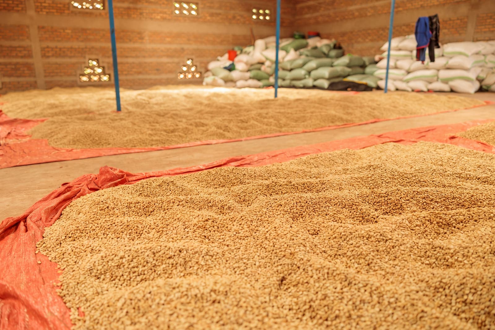 Parchment coffee spread to dry on tarpaulins inside an East African warehouse, with filled sacks stacked behind